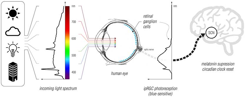 Circadian SCN & Eye