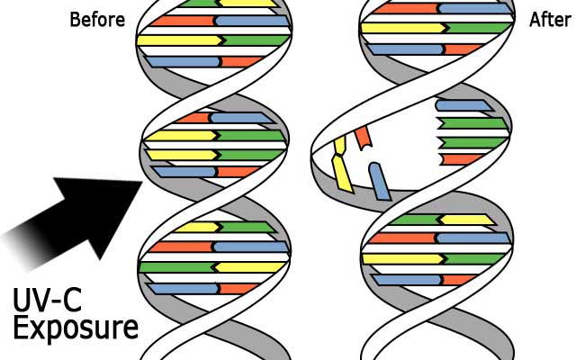 UVC deactivates COVID RNA/DNA